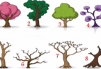 Test di personalità degli alberi che riveleranno molto su di te