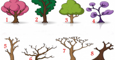 Test di personalità degli alberi che riveleranno molto su di te